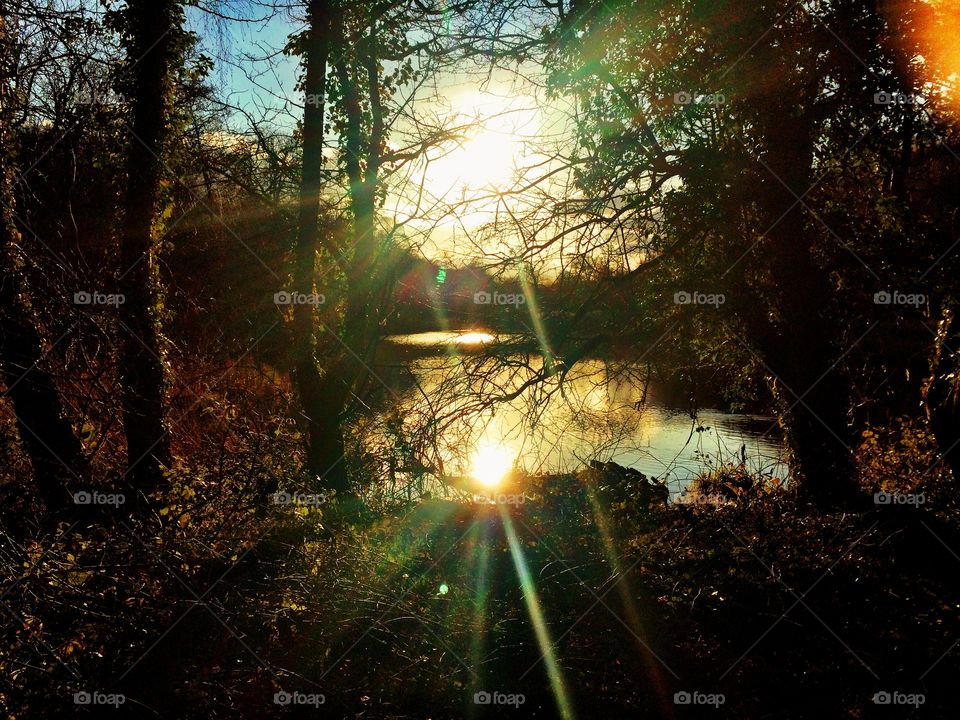 Woodland sunset over lake
