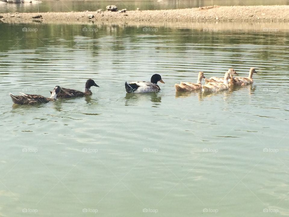 Beautiful ducks in water...I like it 