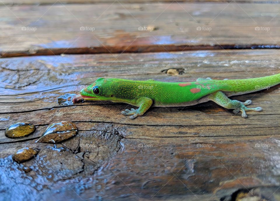 Gecko Having a Drink