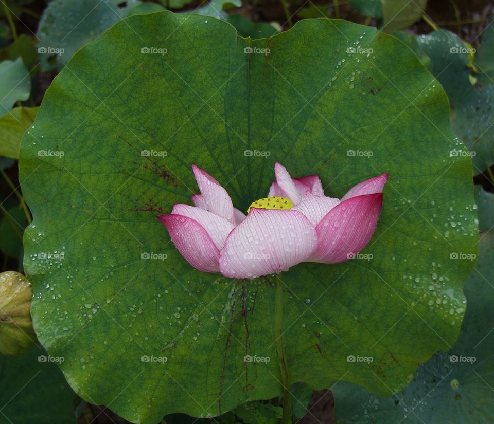 Lotus flower and leaf