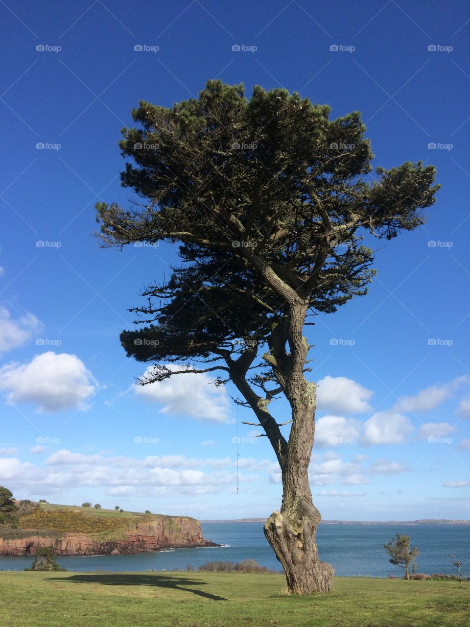 Tall tree in a park overlooking a bay
