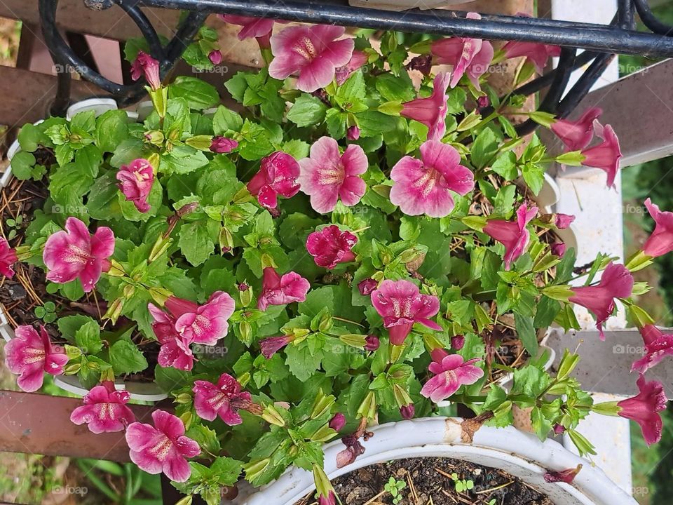 spring enters in my garden full of colour