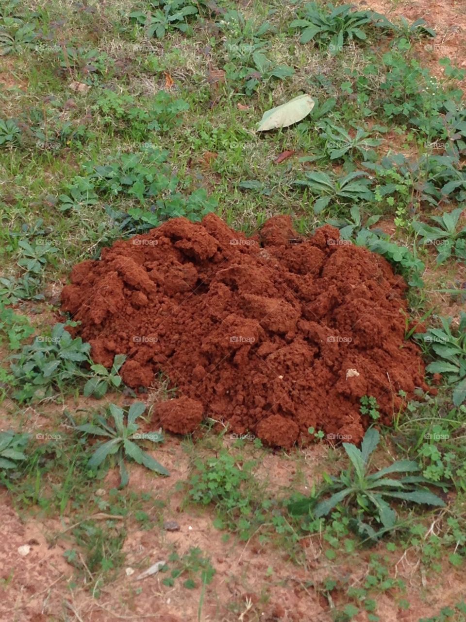 A mole 