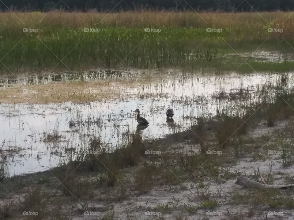 BewarBirds in the lake