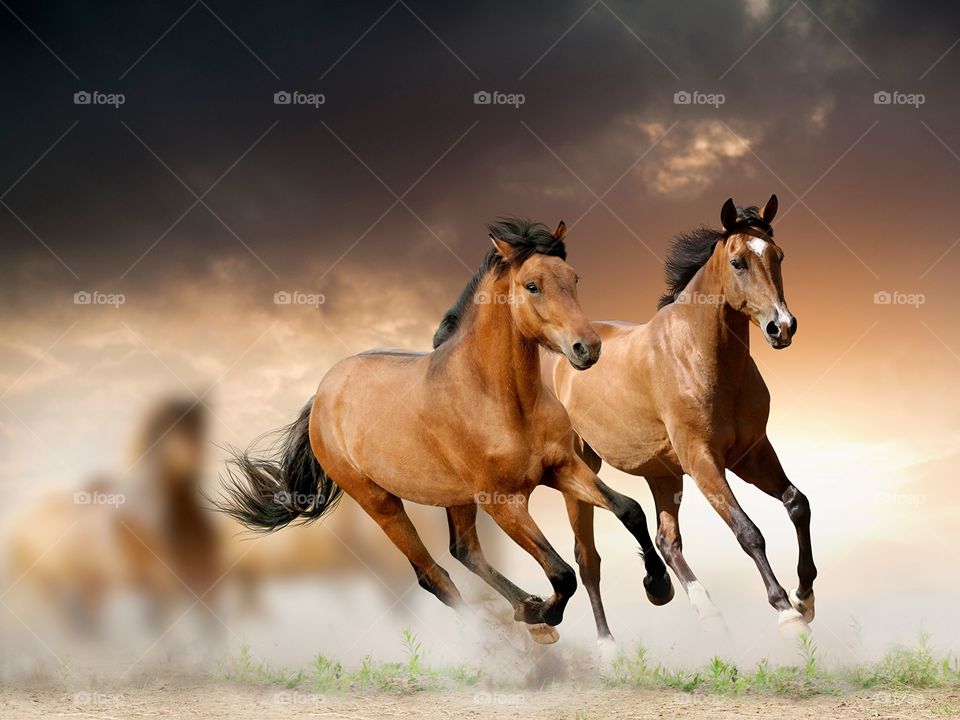 majestic horses