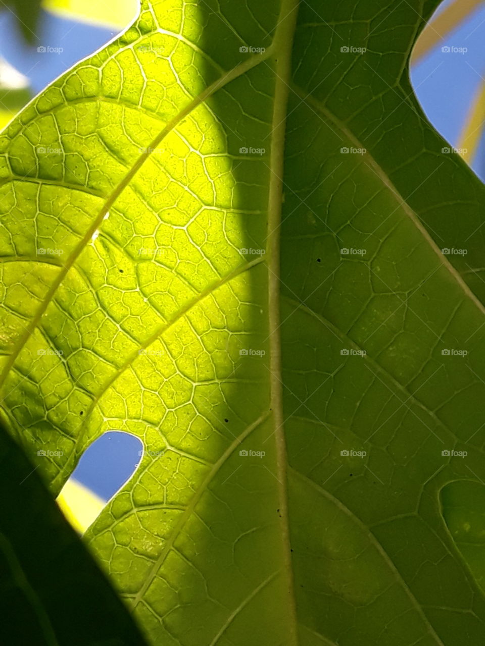 efects leaf and sun