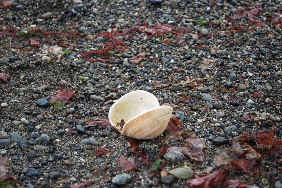 Close-up of seashell