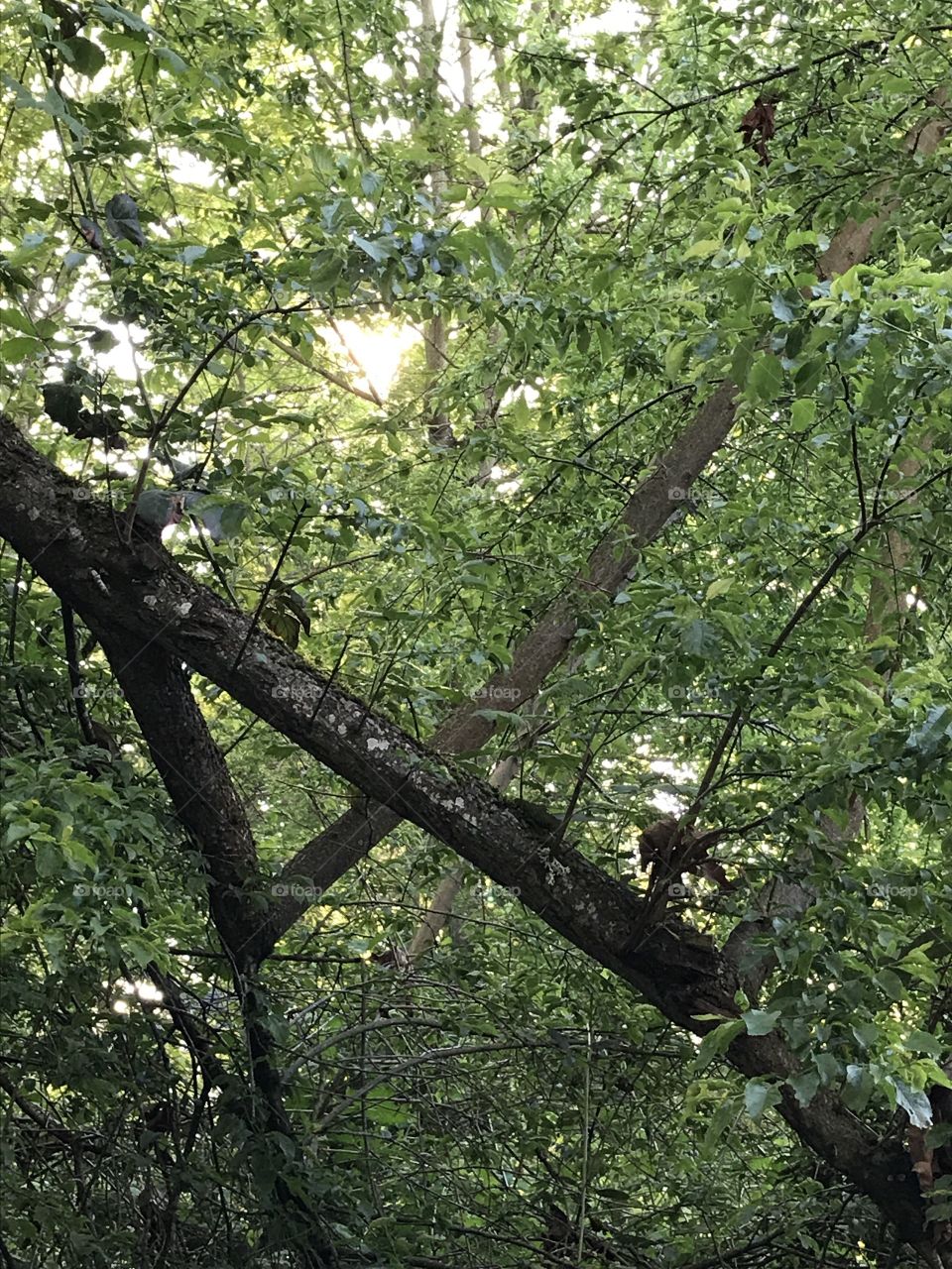 Sunset in Renton, Wa through the trees.
