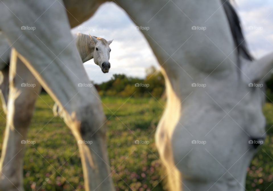 My gray horses in the pasture with one looking at me framed by the other