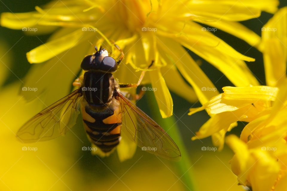 Bee on the yellow flower