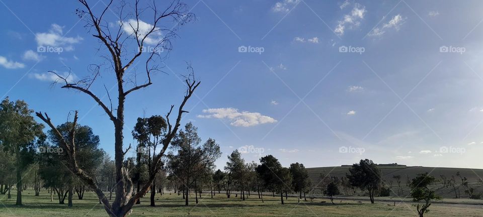 I was going on a picnic with my Family then I saw this tree she seems kinda dry so I decided to water it 💧
Tell me what do you think ?
(Please rate my photos I m trying my best🙏)