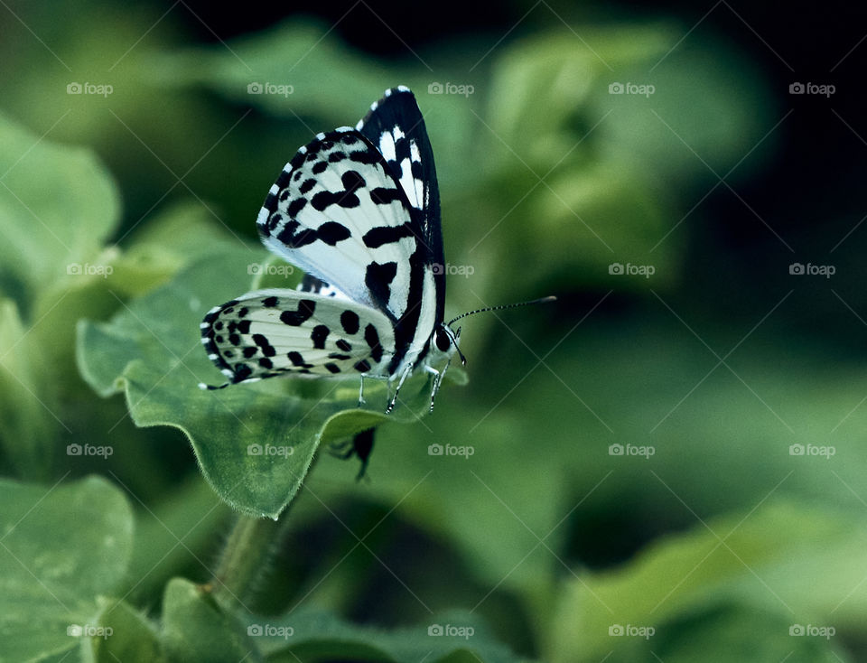 Butterfly  - backyard garden