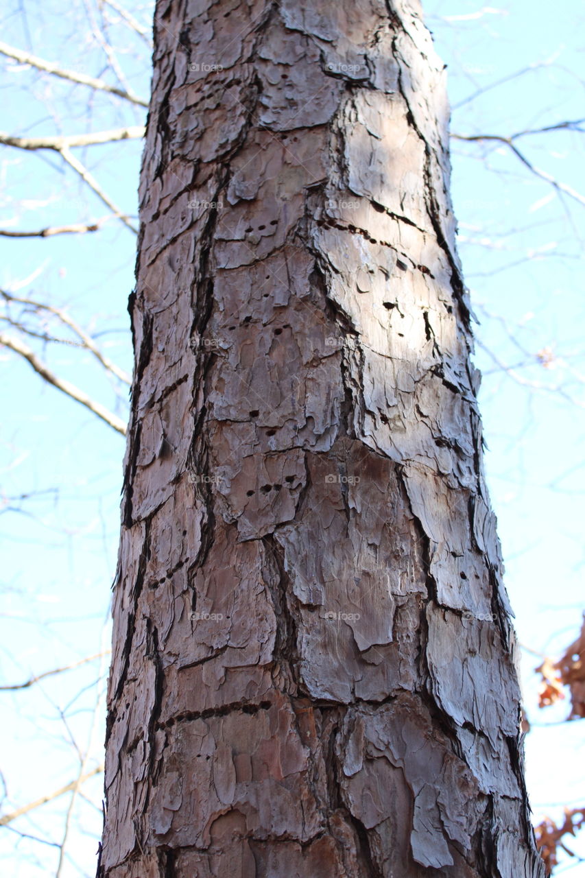 This Pines bark is worse than its bite