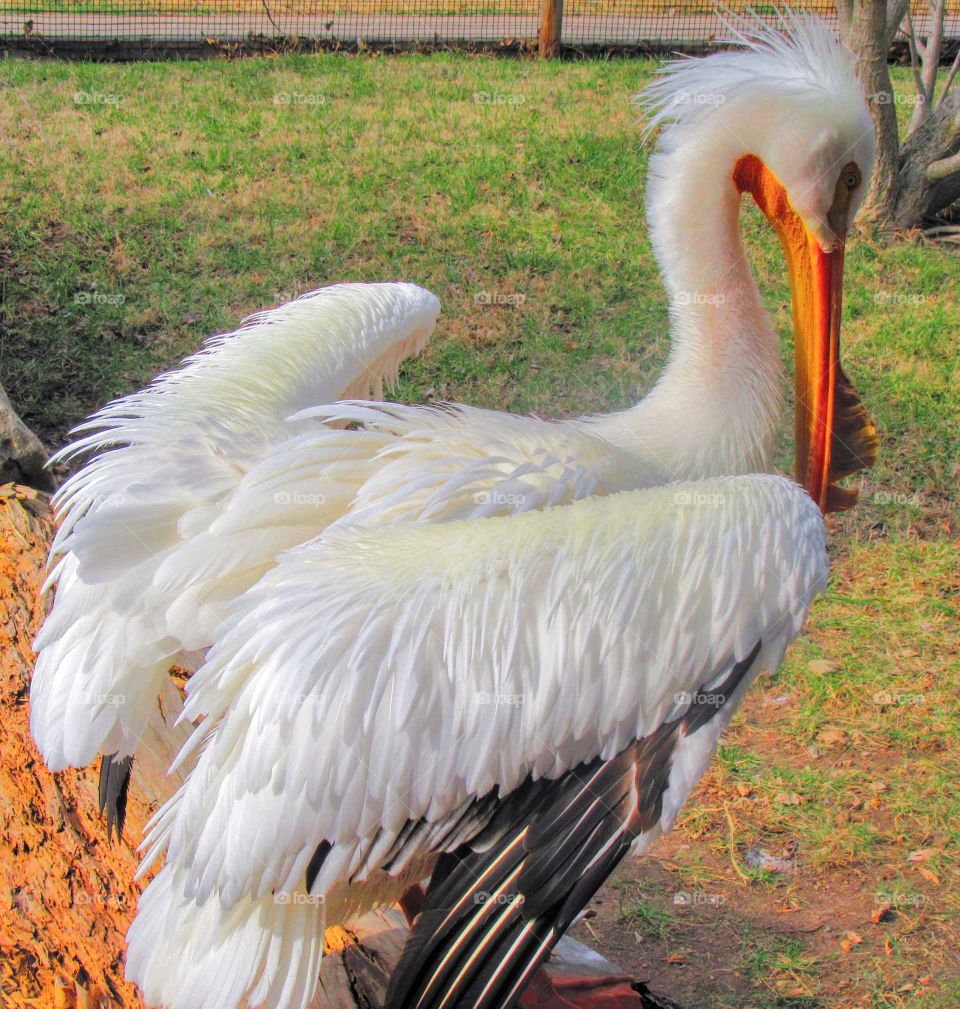 Vibrant Stork Showing His Feathers Off "Handsome Bird"