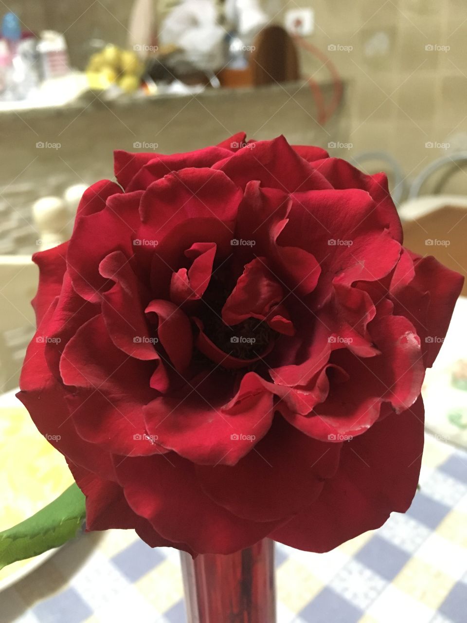 Flores maravilhosas! Vide essa Rosa Vermelha...