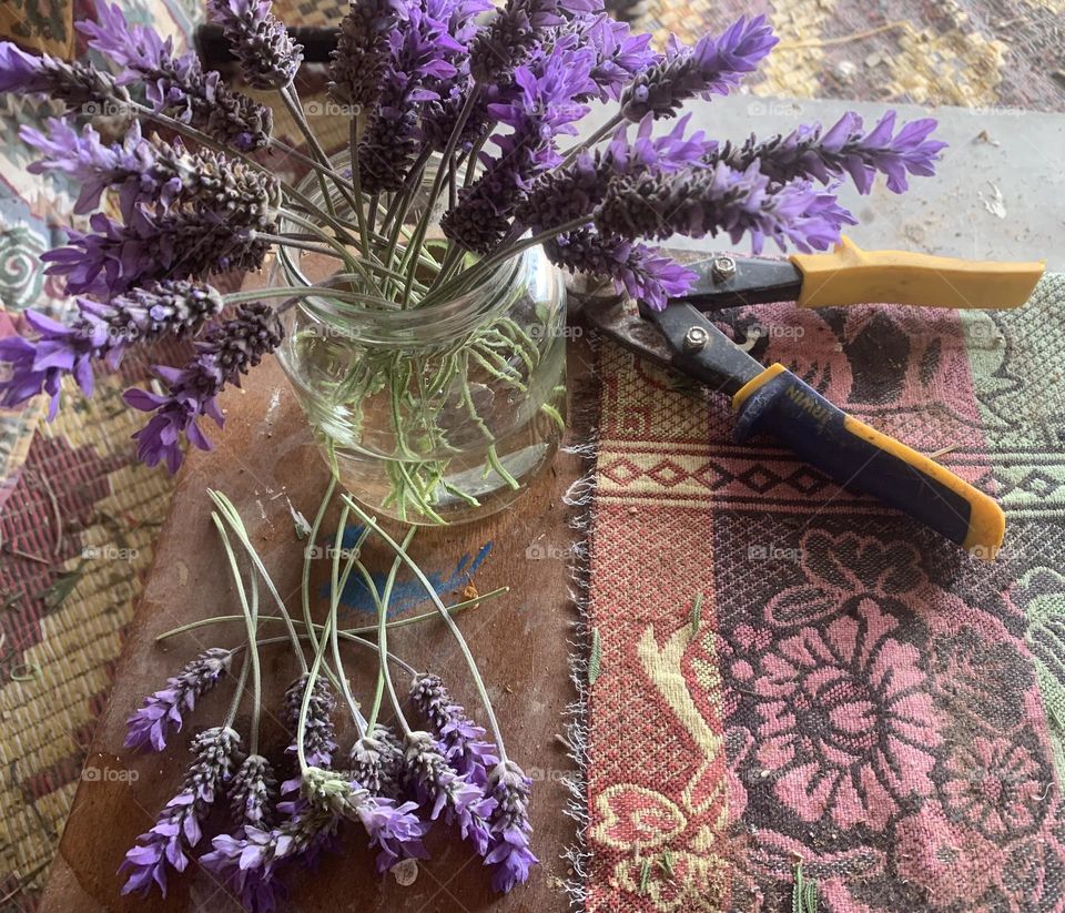 Lavender flowers preparing for a vase 