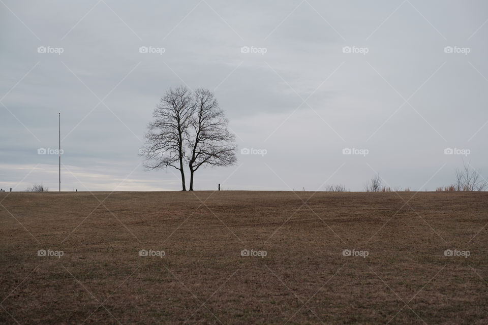 Lonely Tree