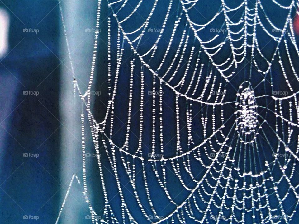 Spider web