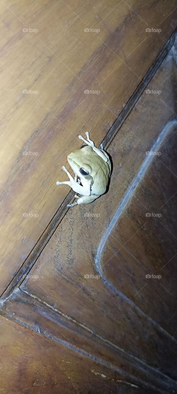 grey foam-nest tree frogs are found in sotheran Africa . found in my garden door in the night time.