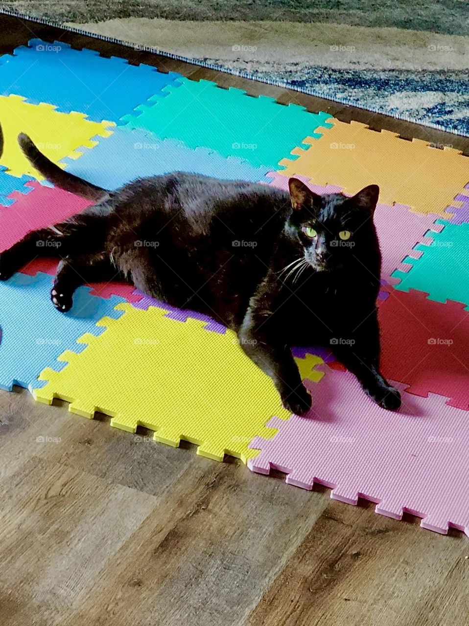 Colorful Cat Pad