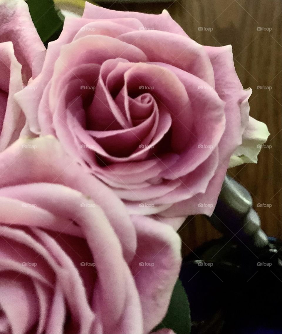 Closeup roses 