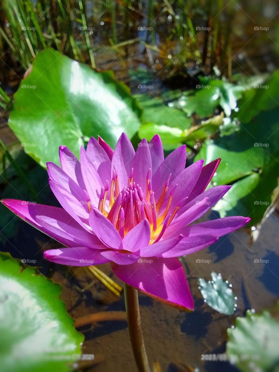 Sri lanka flower 🌺 
nil mahanel