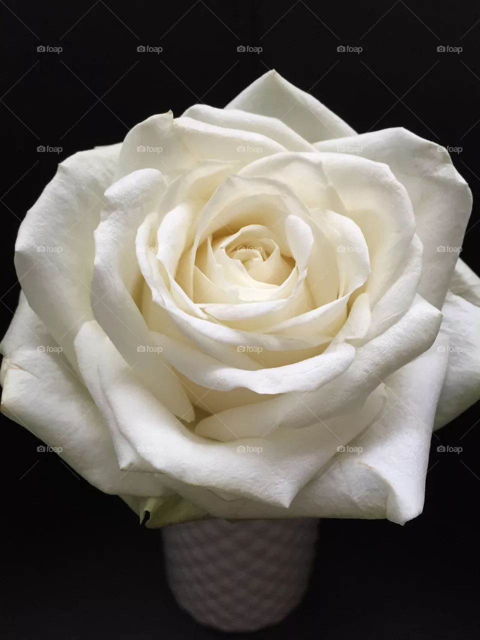 White Beauty