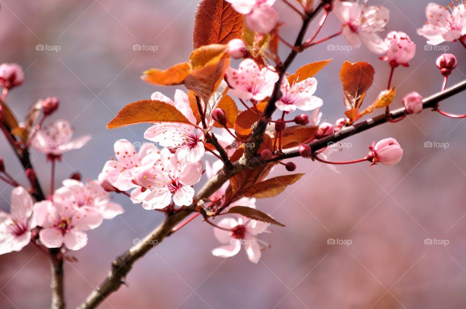 Cherry, Nature, Branch, Flower, Tree