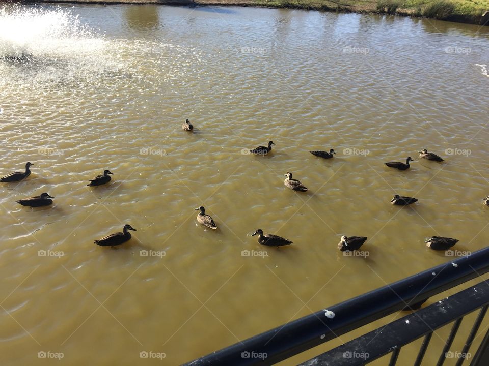 Swimming ducks 