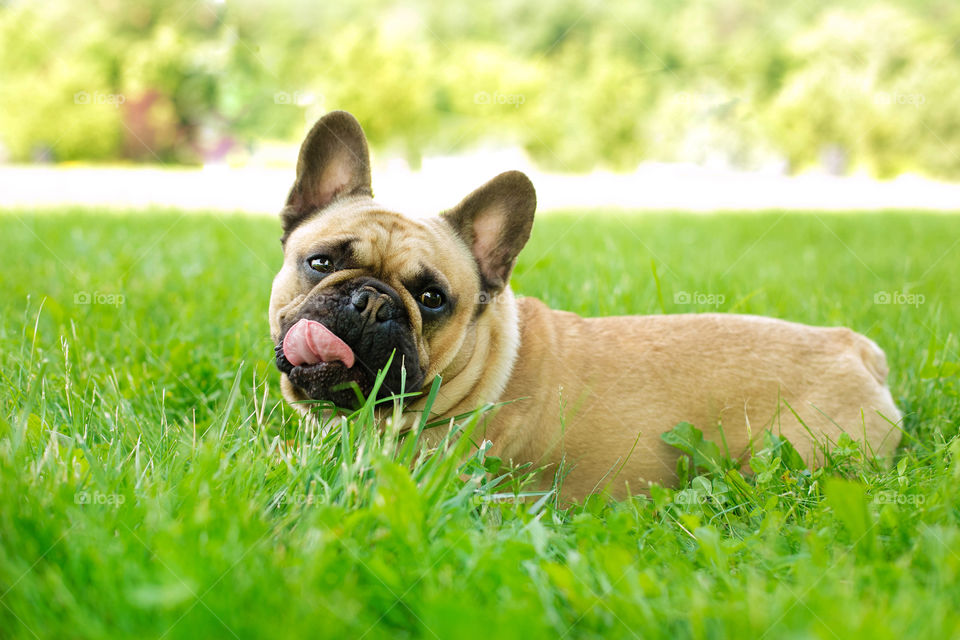 Dog on grassy field