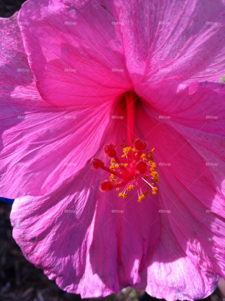 Hibiscus, Flower, No Person, Nature, Flora