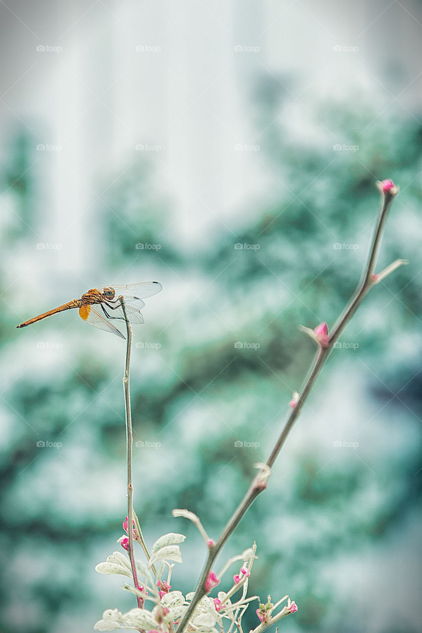 Close-up of dragonfly on plant