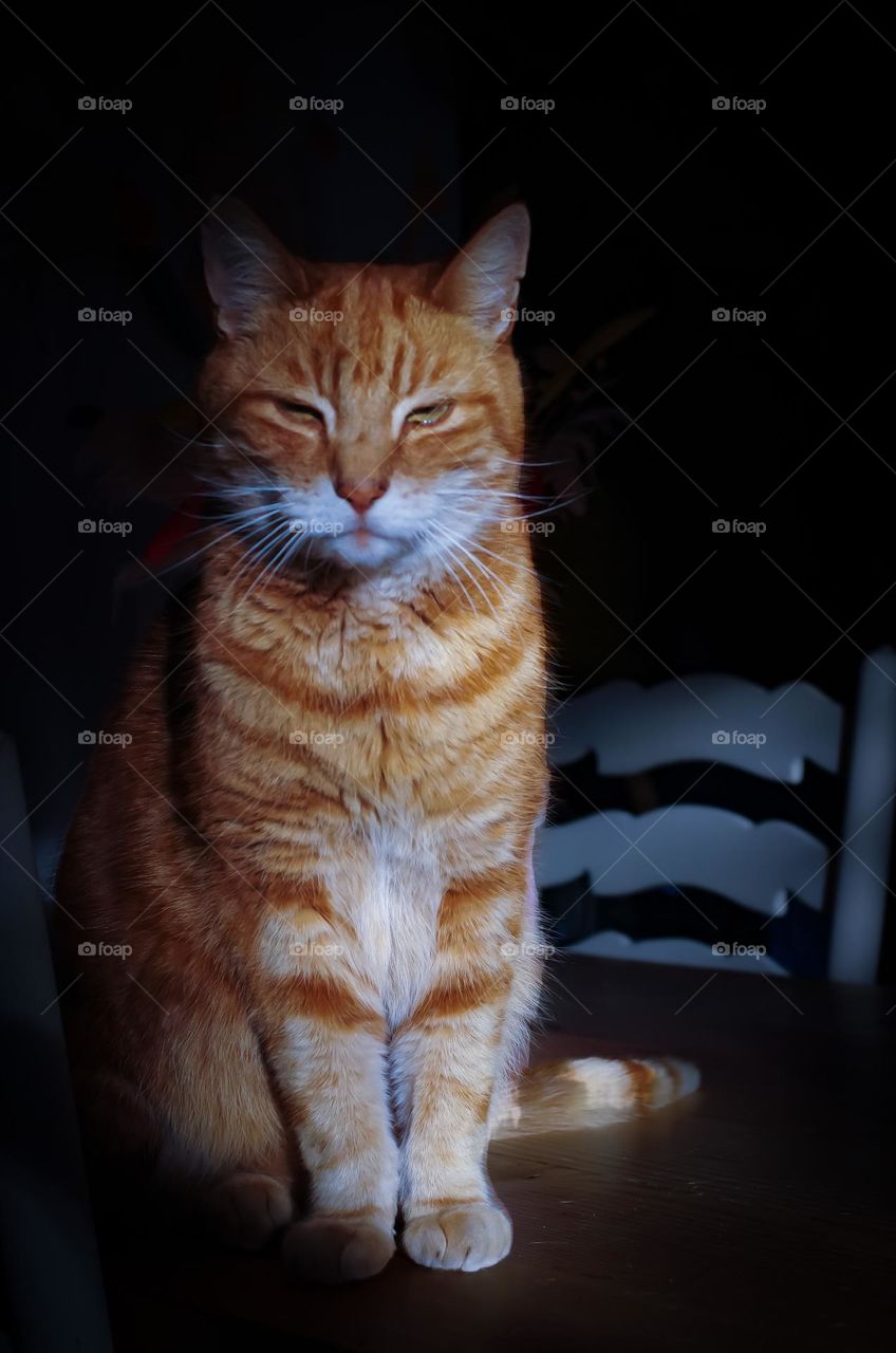 My grumpy ginger cat sitting on the table in the sunlight 