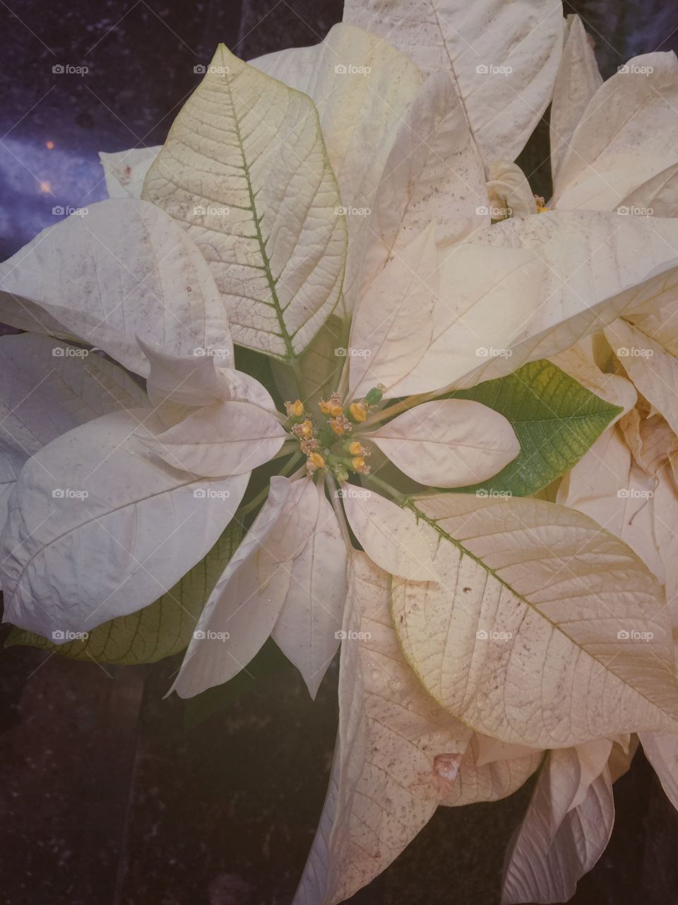 Snow poinsettia 