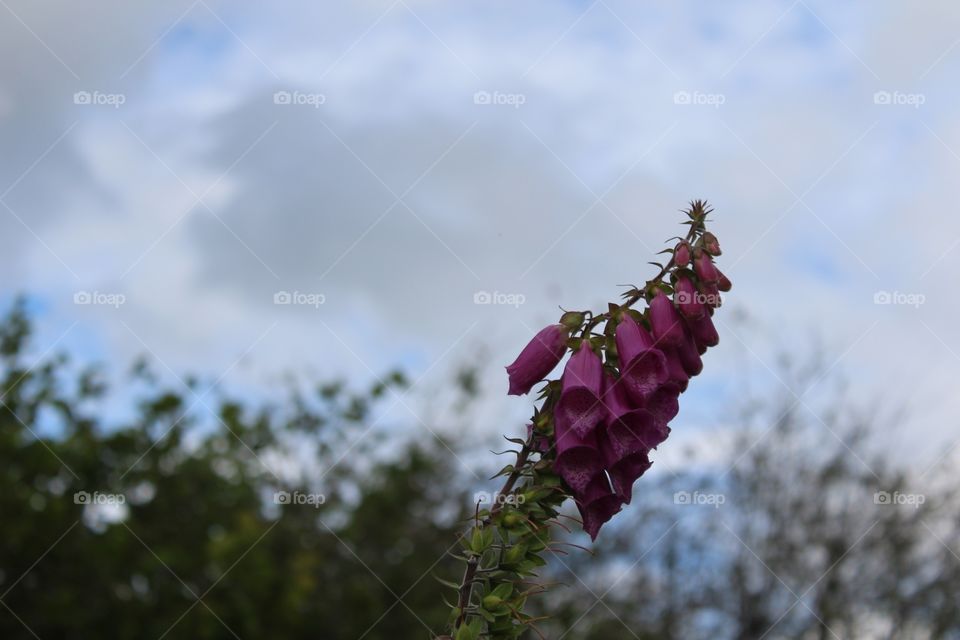 Foxglove 