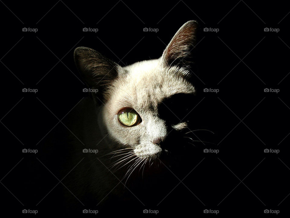 white cat eyes kitty by katers596