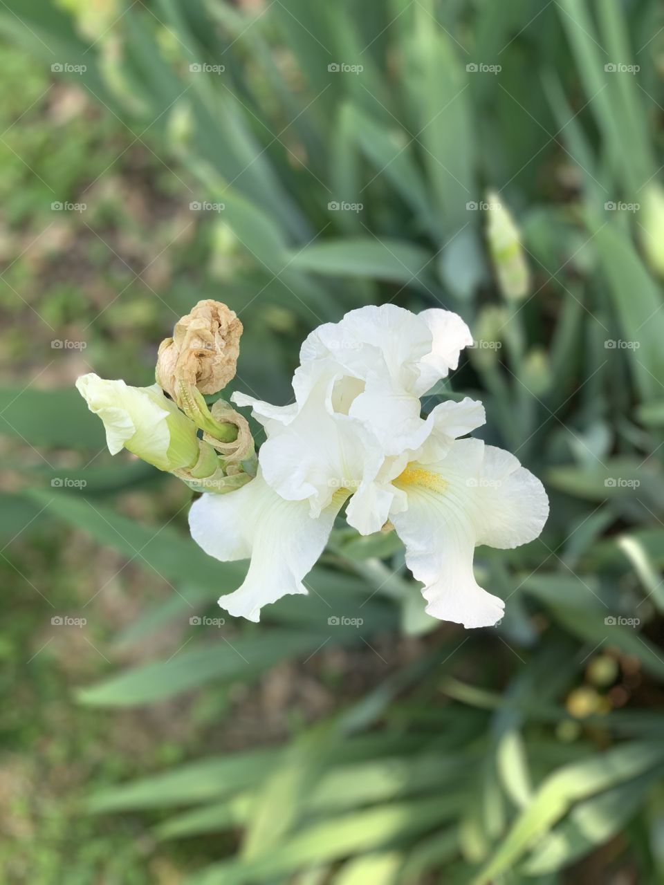 Iris 