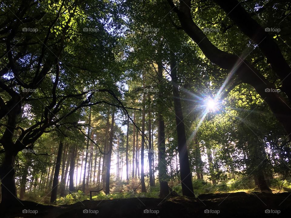 Tree, Landscape, Wood, Park, Sun