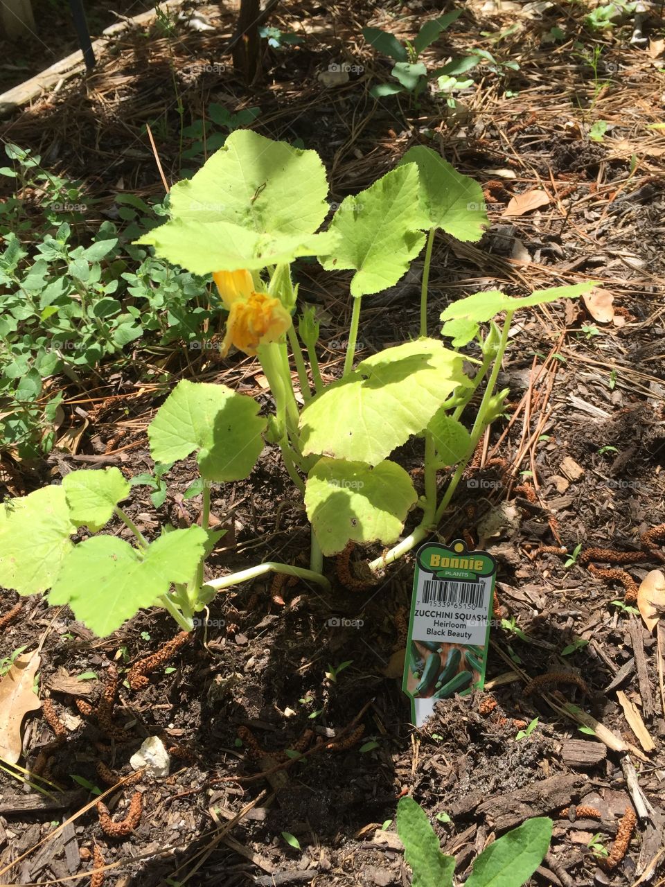 Zucchini plant