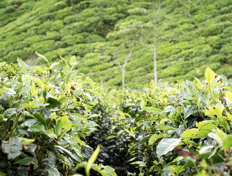 Beautiful background texture of tea plantation