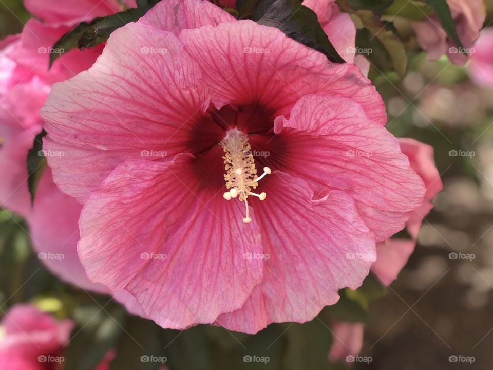 Pink Hibiscus 