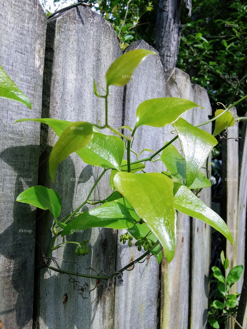 fresh leaves on a vine