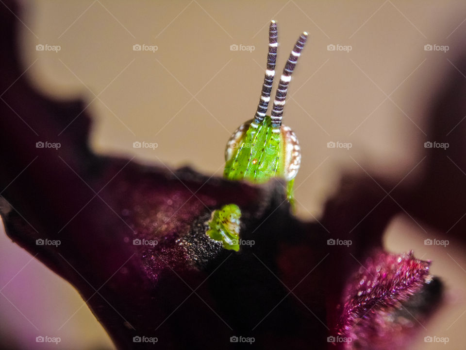 green locust on beetroot leaf peeking out