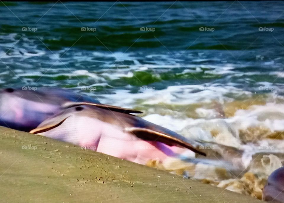 dauphin on beach