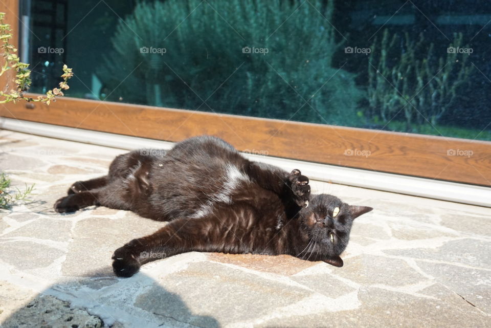 domestic cat sunbathing