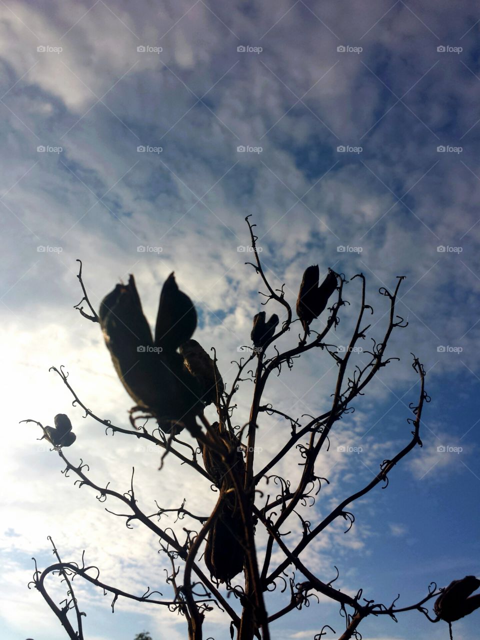yucca seed pods & sky