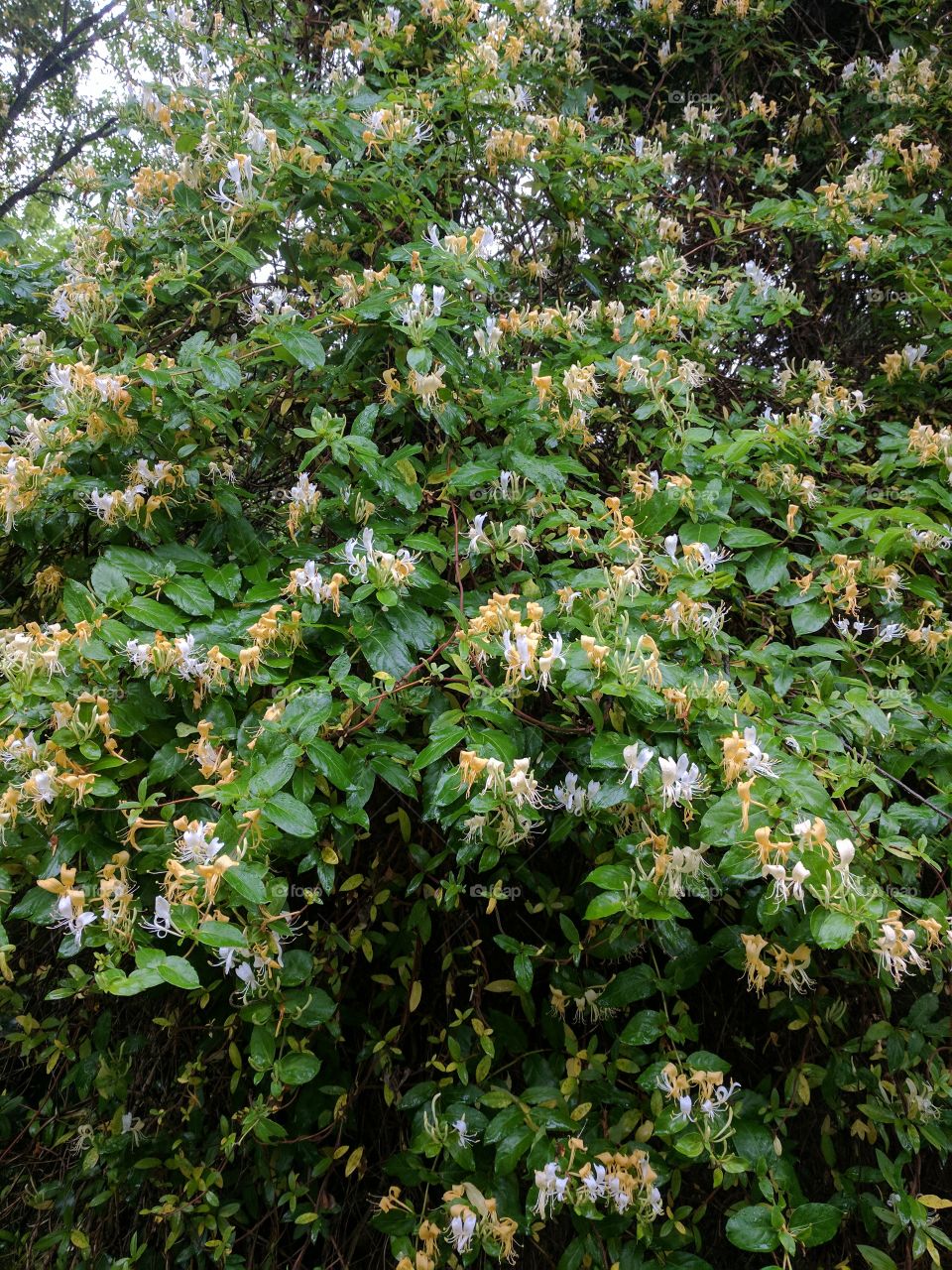 honeysuckle in bloom