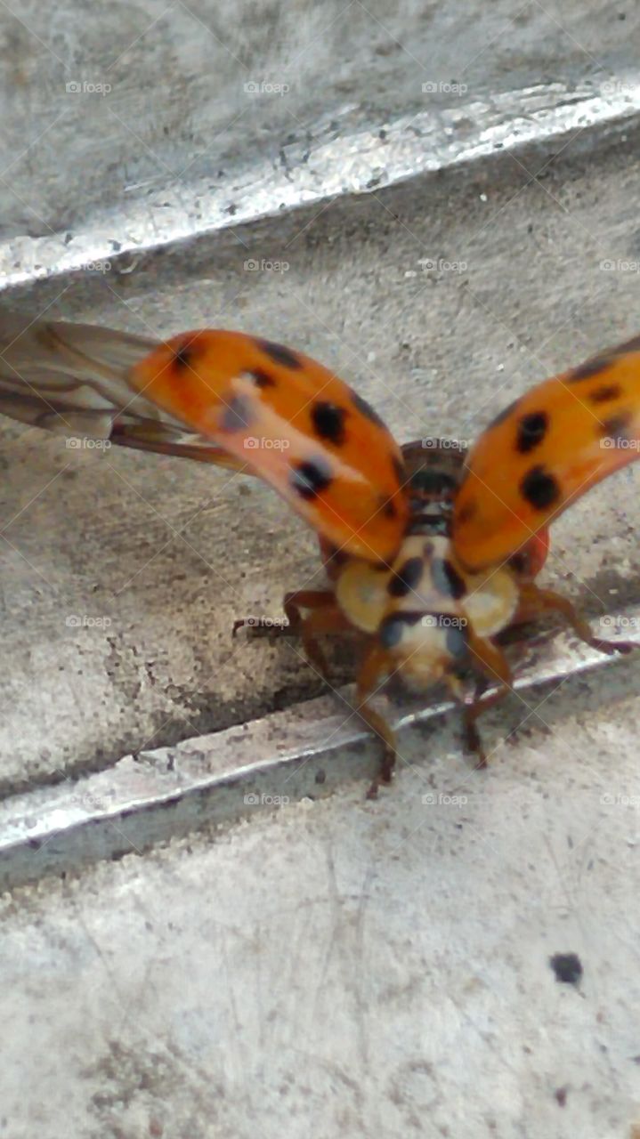 ladybird flying