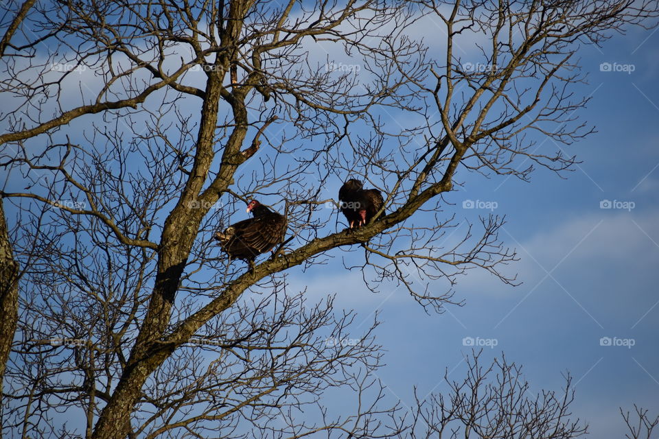 Two vultures up in a tree