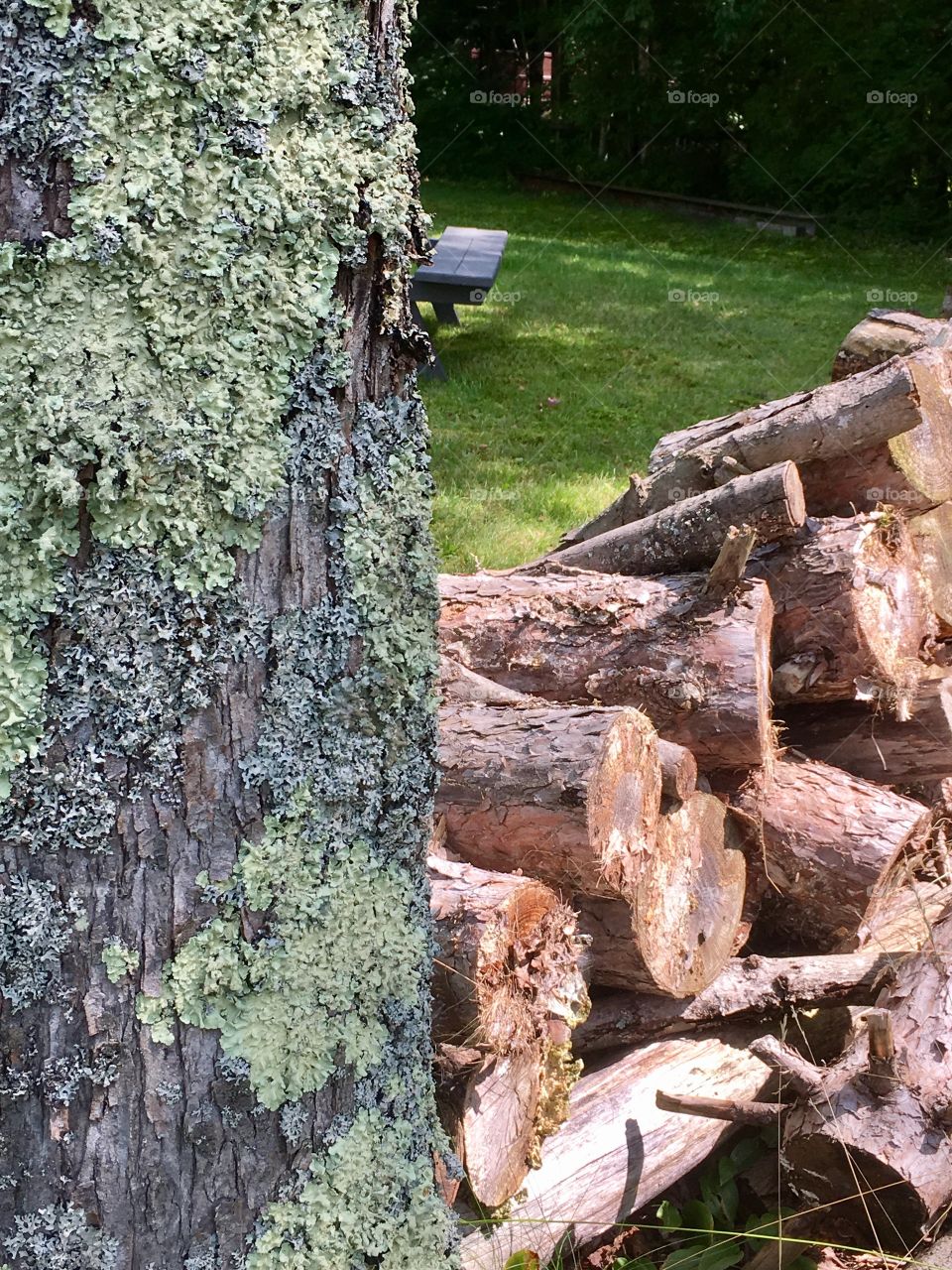 Firewood pile between two trees 